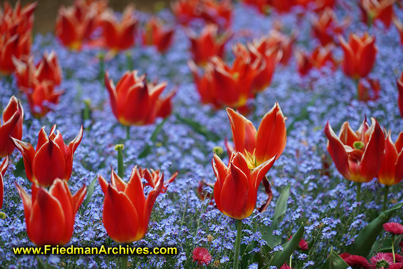 red,purple,contrasting,colors,flowers,colorful,